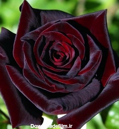 زیباترین گل‌های رز جهان
