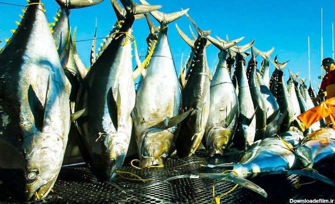 فرارو | (ویدئو) عملیات صید ماهی تن های غول پیکر؛ فرآوری ماهی ...