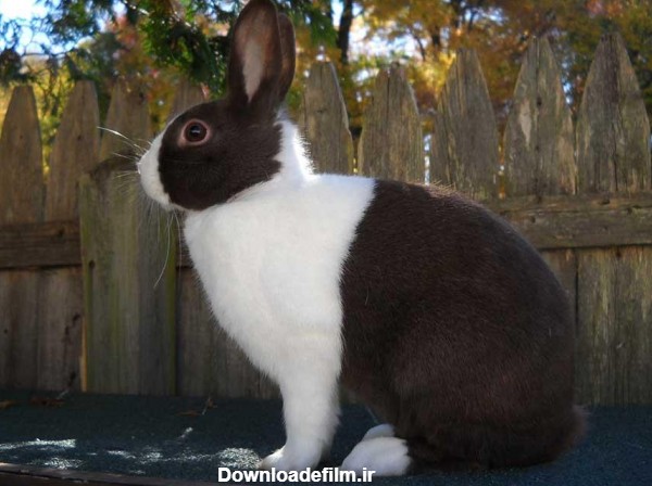 خرگوش نژاد هلندی (Dutch Rabbit) | ماکی دام