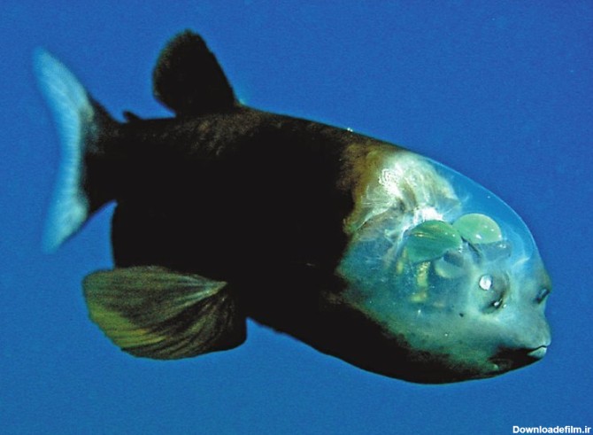 عکس | ماهی کله شیشه‌ای؛ ظاهر این حیوانات شگفت زده‌تان می‌کند!