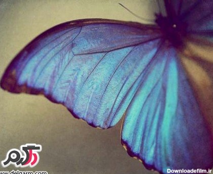 عکس هایی از پروانه های زیبا و رنگی