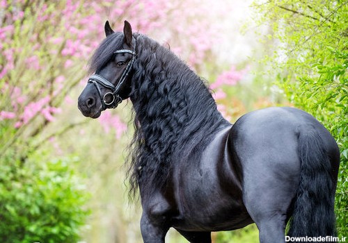 زیباترین اسب جهان؛ این اسب از افسانه ها آمده است/عکس - خبرآنلاین
