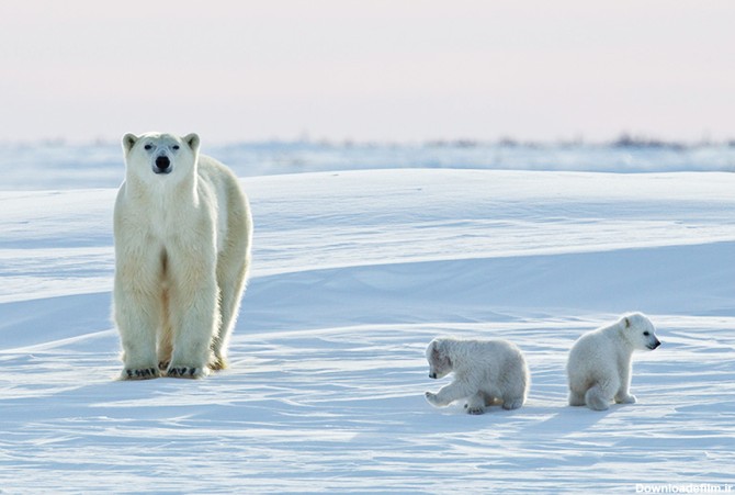 چرا قطب جنوب خرس قطبی ندارد؟