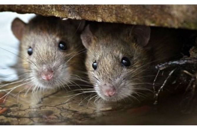 خوردن موش‌های تازه متولد شده در این کشور