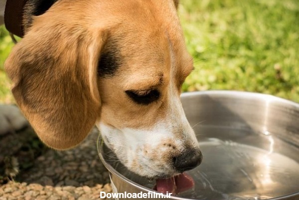 سگ در حال نوشیدن آب مورد نیاز بدنش