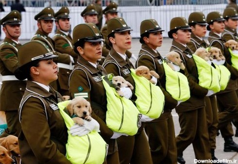 ماموران پلیس شیلی همراه با سگ‌های پلیس در مراسم رژه سالانه نظامی در شهر سانتیاگو