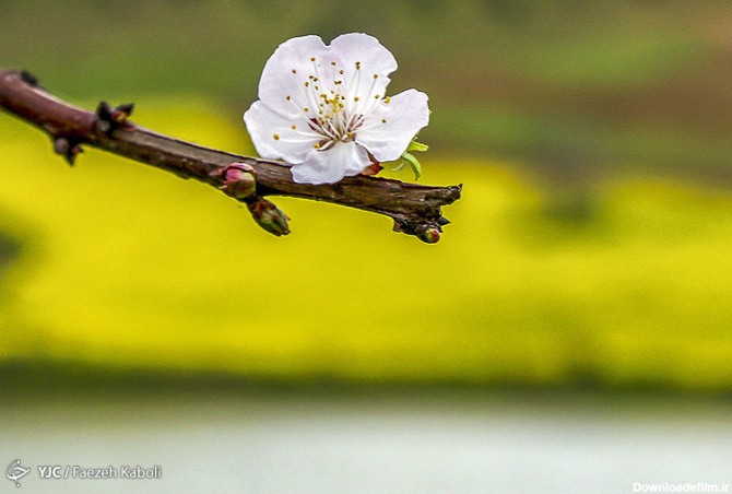 تصاویر: طبیعت زیبای بهاری در گلستان