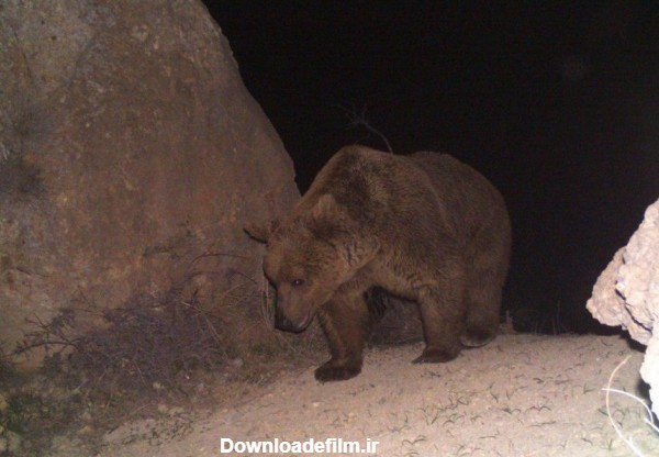 حفاظت از زیستگاه های خرس در استان ایلام بیشتر می شود - خبرگزاری ...