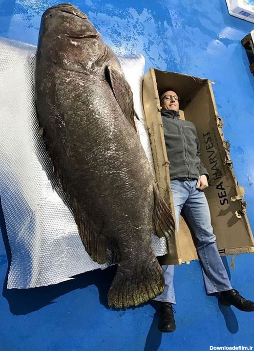صید بزرگ‌ترین ماهی خاردار جهان در انگلستان (+تصاویر)