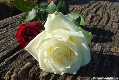 عکس شاخه گل رز سفید و قرمز طبیعی با کیفیت تصویر بالا - گالری عکس ...