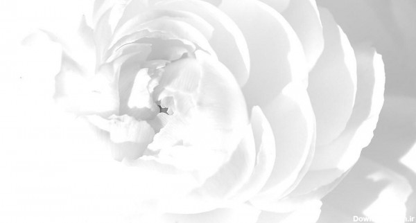 عکس زمینه سفید گلدار