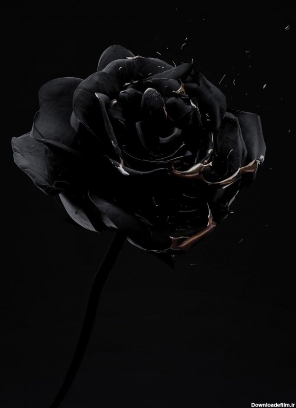 عکس گل رز سیاه برای تسلیت