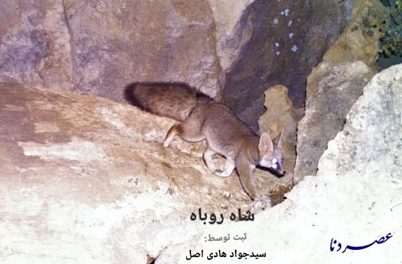 ثبت تصویر از حیوان کمیاب «شاه روباه» توسط یک مستند‌ساز برای ...