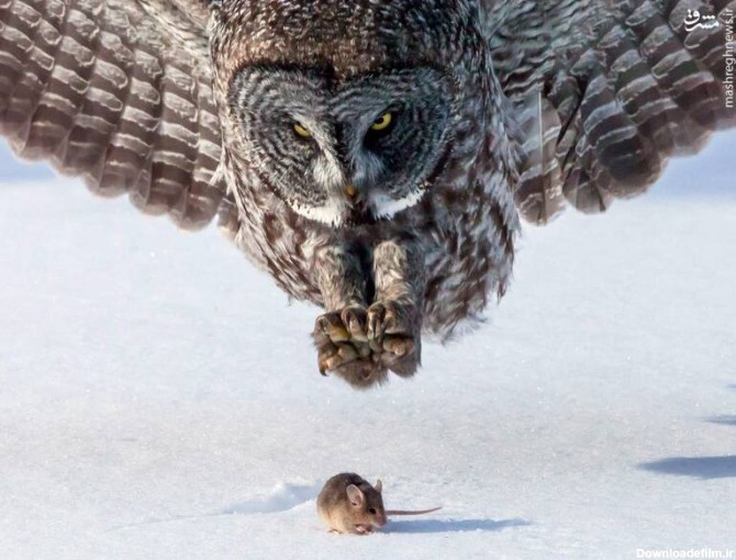 عکس شکار یک موش توسط جغد - جهان نيوز