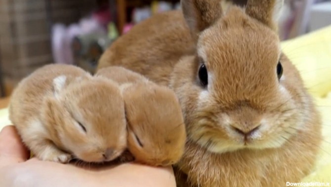 مهر مادری به بچه خرگوش ها + فیلم