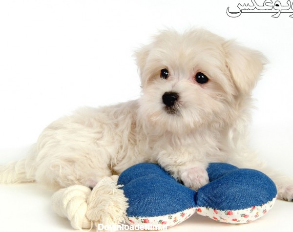 توله سگ سفید پشمالو white puppy lovely