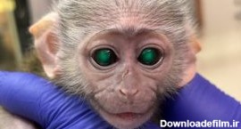 چینی‌ها با دستکاری ژنتیکی، عجیب‌ترین میمون جهان را متولد ...