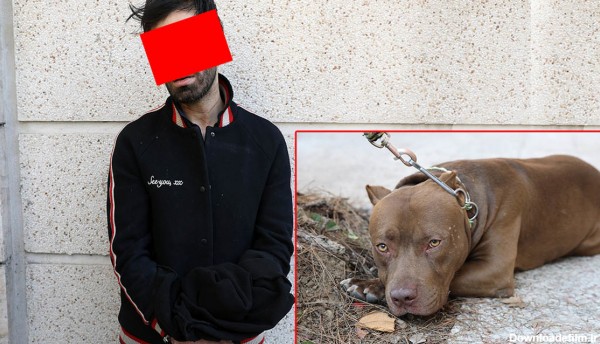 جزئیات حمله سگ پیت بول به 2 مرد در شمال تهران / صاحب سگ دستگیر شد + عکس و فیلم گفتگو
