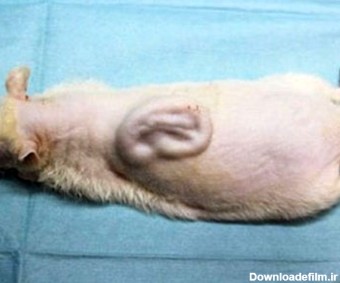 موش ترسناکی که روی کمرش یک گوش انسان رشد کرد+ عکس