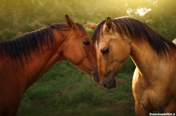 عکس اسب عاشقانه