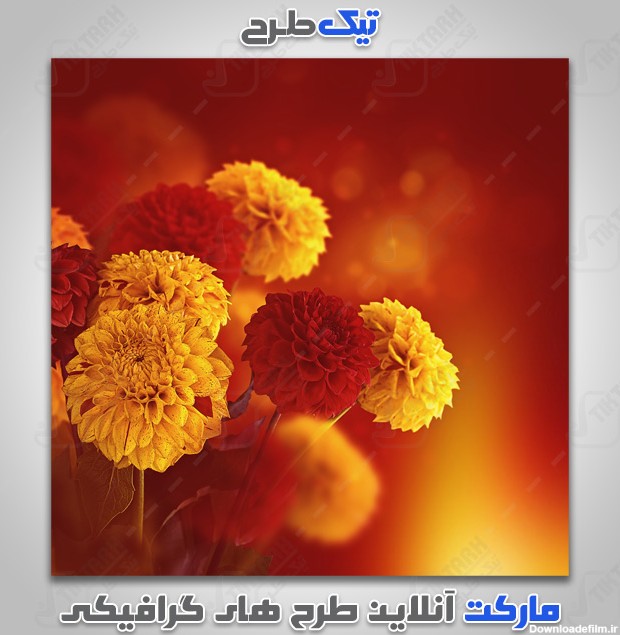دانلود عکس با کیفیت گل های زرد و نارنجی | تیک طرح مرجع گرافیک ایران