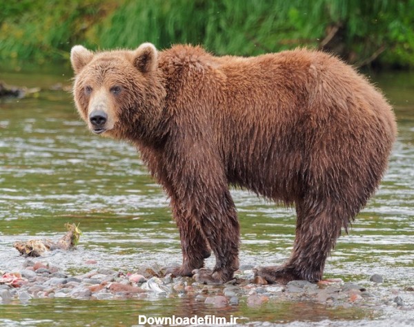 معرفی 12 خرس بزرگ جهان - مجله جاذبه ها