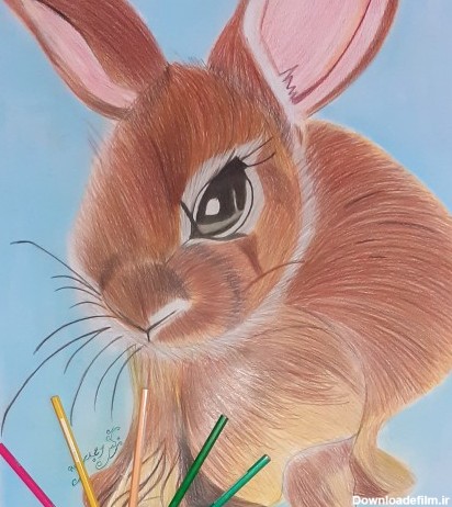خرید و قیمت طراحی خرگوش با مداد رنگی از غرفه گالری رنگی رنگی ستاره ...