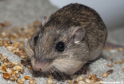 پیرترین موش جهان را بشناسید/ عکس - خبرآنلاین