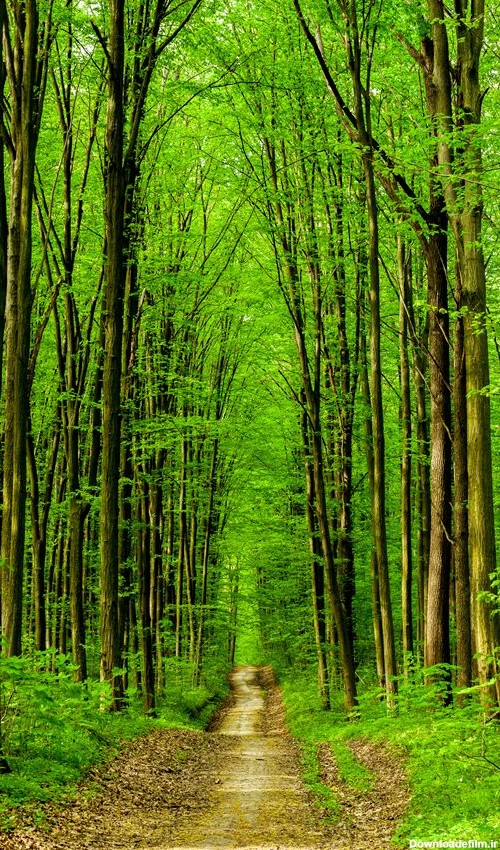 عکس جنگل سرسبز برای پس زمینه