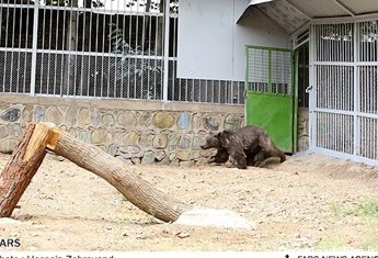 خرس قهوه ای هنگام وارد شدن از قفس قدیمی به محوطه باز تازه احداث شده در باغ وحش ارم است