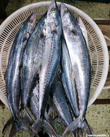 ماهی قباد: بهترین منبع پروتئین برای سبد غذایی