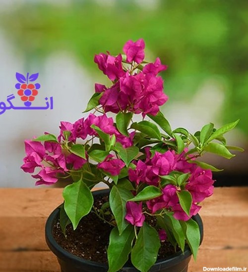 گیاه گلدانی کاغذی با گلهای صورتی - خرید گل آپارتمانی - سفارش آنلاین گل