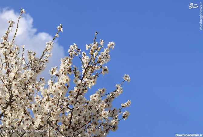 مشرق نیوز - عکس/ شکوفه‌های بهاری ابهر