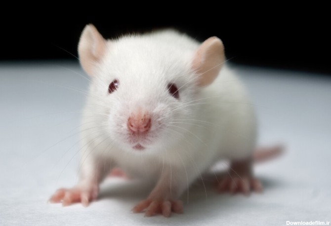 فیلم | انقلاب شگفت انگیز در علم پزشکی : این موش اعصاب مغز انسان را ...