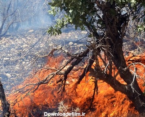 چند هکتار جنگل در ۵سال اخیر سوخته است؟ - خبرآنلاین