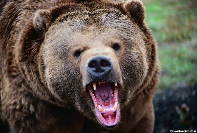 عکس خرس قهوه ای خشمگین - مسترگراف