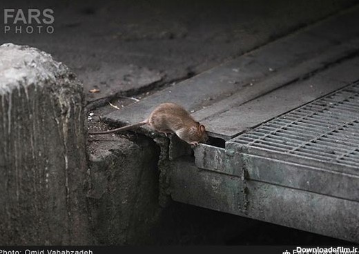 عکس: موش ها در حال تسخیر تهران