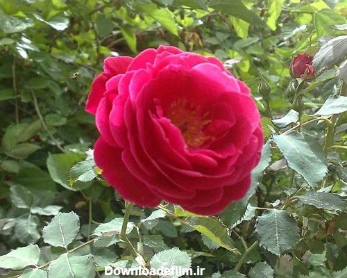 عکس گل زیبا محمدی