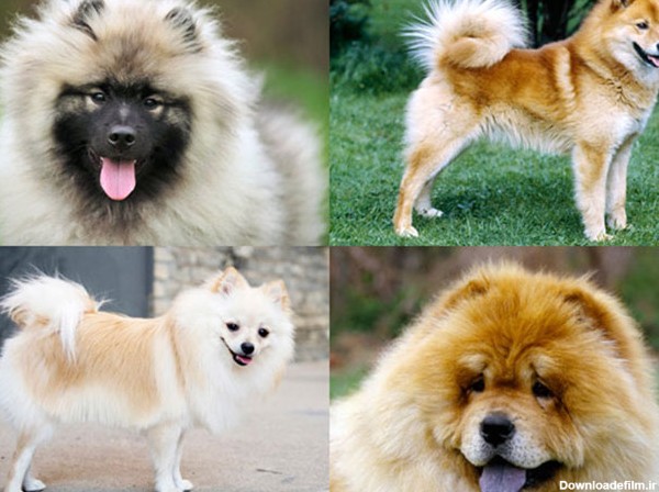 گالری عکس سگ پشمالو (از سگ پشمالوی آپارتمانی تا سگ پا کوتاه) | ستاره