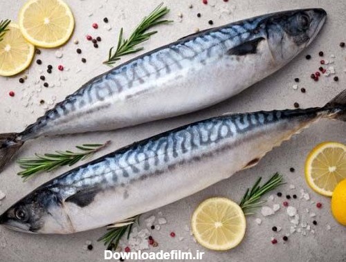 پخت شیر ماهی جنوب به بهترین روش - نکات طلایی آشپزی - ماهی مشتا
