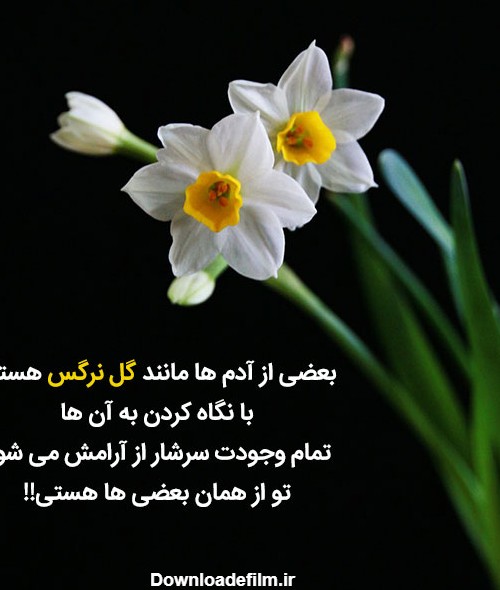 عکس متن عاشقانه با گل نرگس
