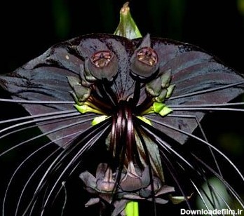 بذر گل خفاش سیاه بسته 5 عددی بذر Black Bat Flower Seeds Tacca ...