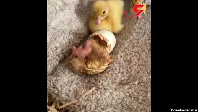 ببینید / لحظه از تخم بیرون آمدن جوجه اردک + فیلم