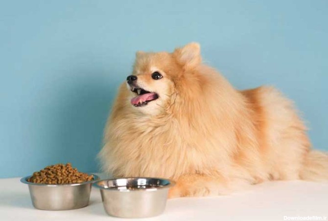 مواد غذایی مورد نیاز برای سگ پامرانین
