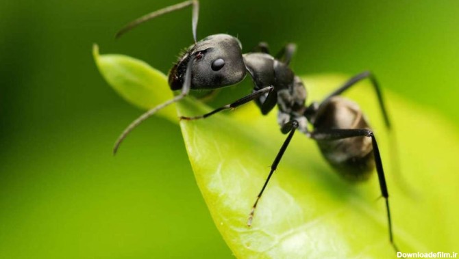 چهره ترسناک مورچه‌ها (+عکس)