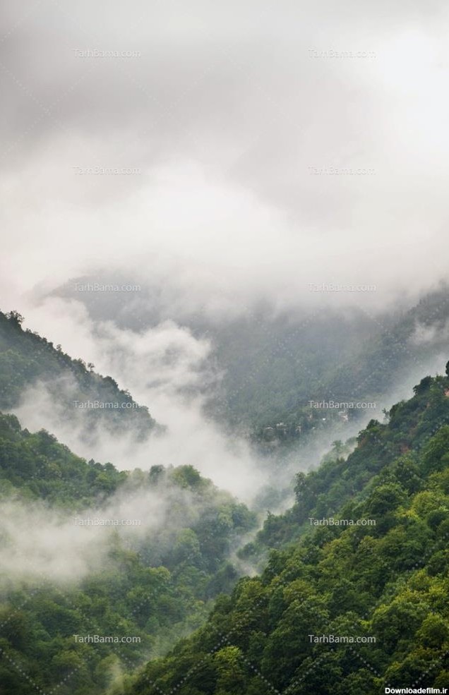 تصویر با کیفیت جنگل سرسبز در میان مه