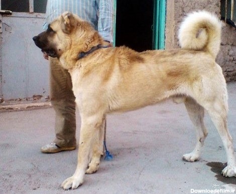 عکس سگ عراقی سیاه