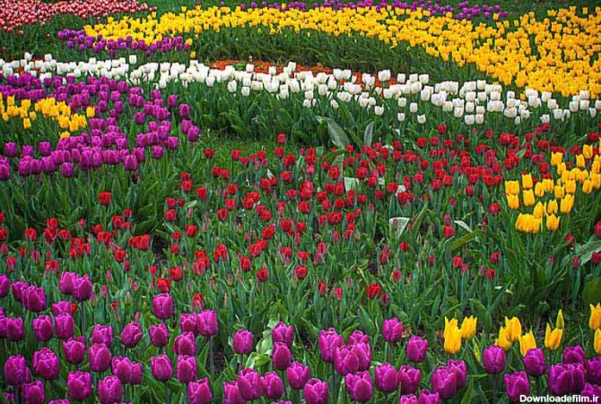 عکس گل های لاله رنگی | تیک طرح مرجع گرافیک ایران