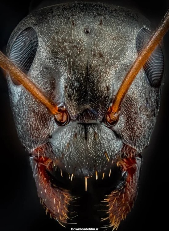 چهره ترسناک مورچه ها در این تصاویر دقیق لرزه به اندام‌تان ...
