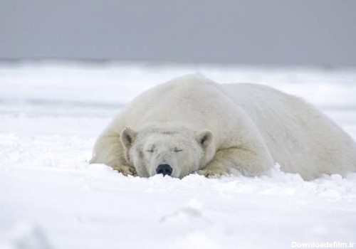 حقایق جالب درباره خرس قطبی؛ از غذا تا محل زندگی و ...